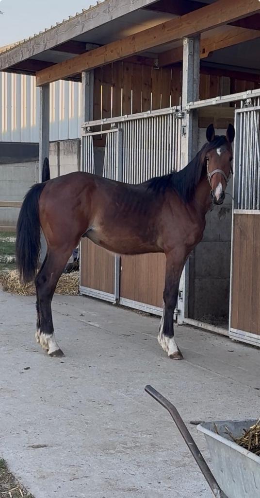 Taloubet Z jaarling, Animaux & Accessoires, Chevaux, Avec pedigree, Étalon, 0 à 2 ans, 170 à 175 cm