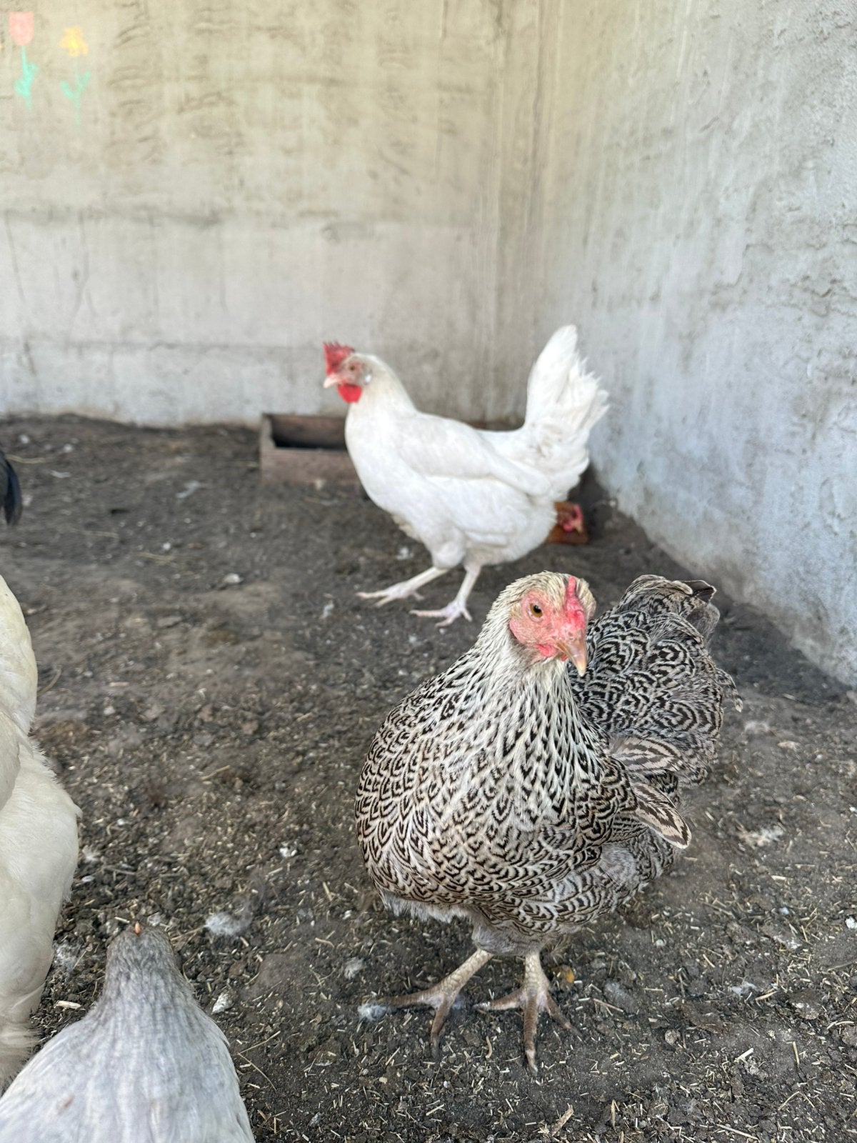 Poule wyandotte naine, Animaux & Accessoires, Femelle, Poule ou poulet