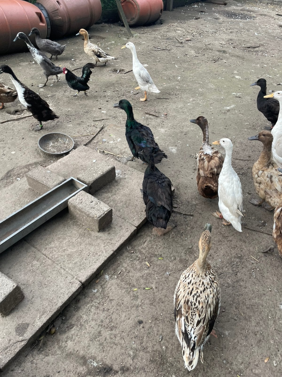 Cayuga vrouwtjes, Dieren en Toebehoren