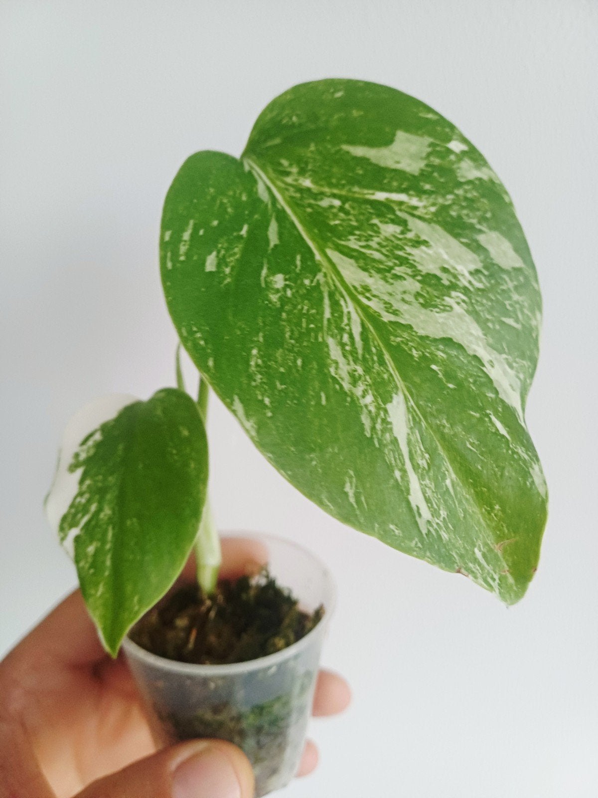 Monstera Deliciosa Albo variegata, Autres espèces, En pot, Enlèvement ou Envoi, Moins de 100 cm