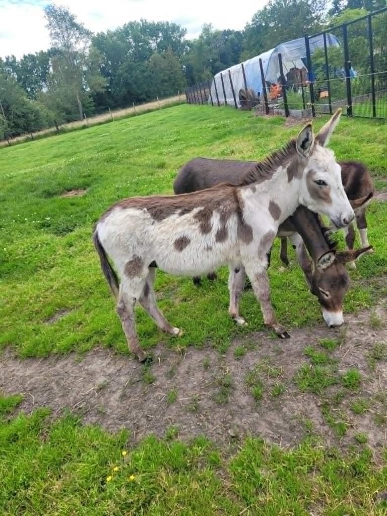 ezel hengst te koop, Minder dan 160 cm, Niet van toepassing, 0 tot 2 jaar, Hengst