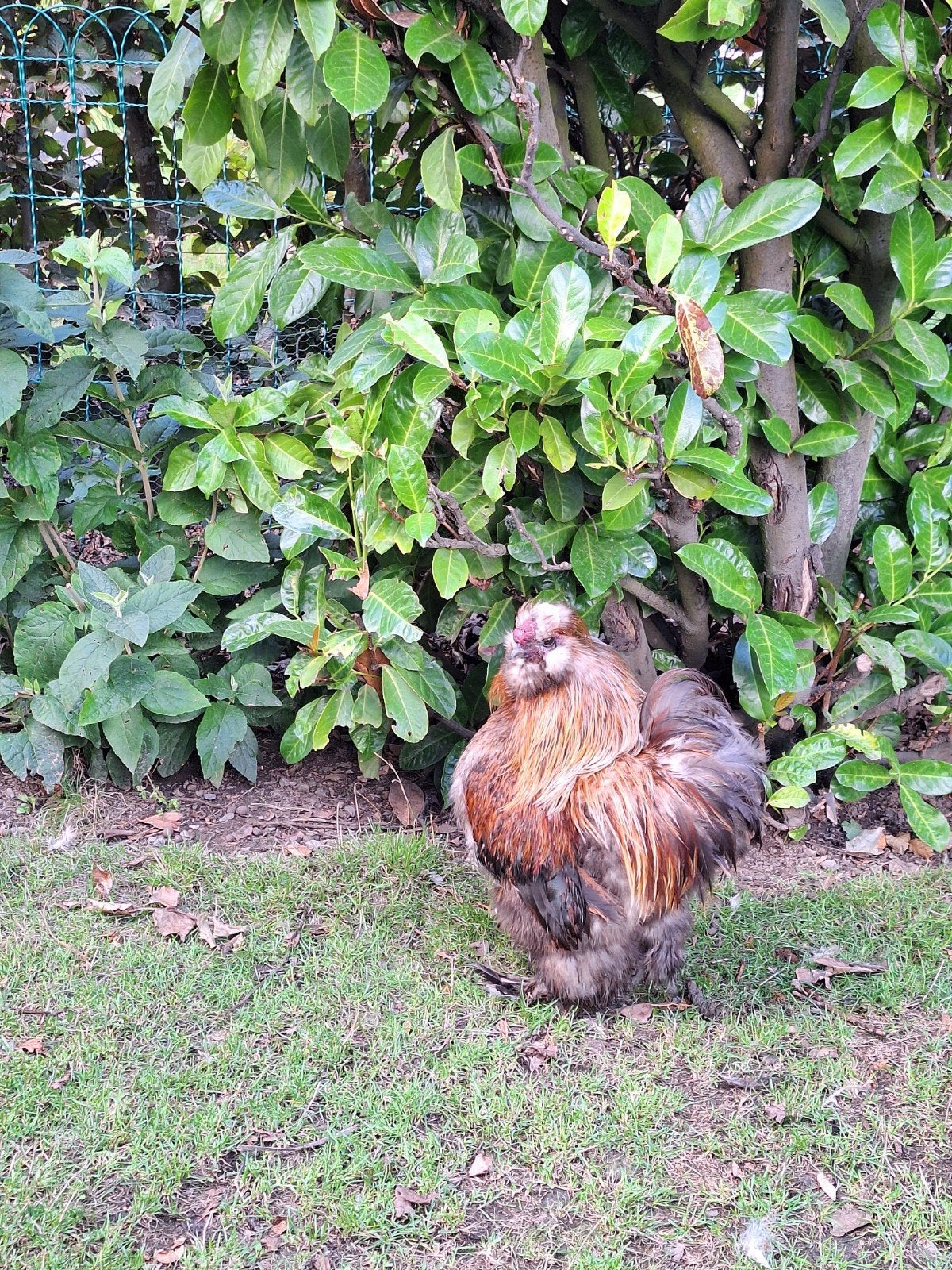 GRATIS USA zijdehoen haan, Dieren en Toebehoren, Pluimvee