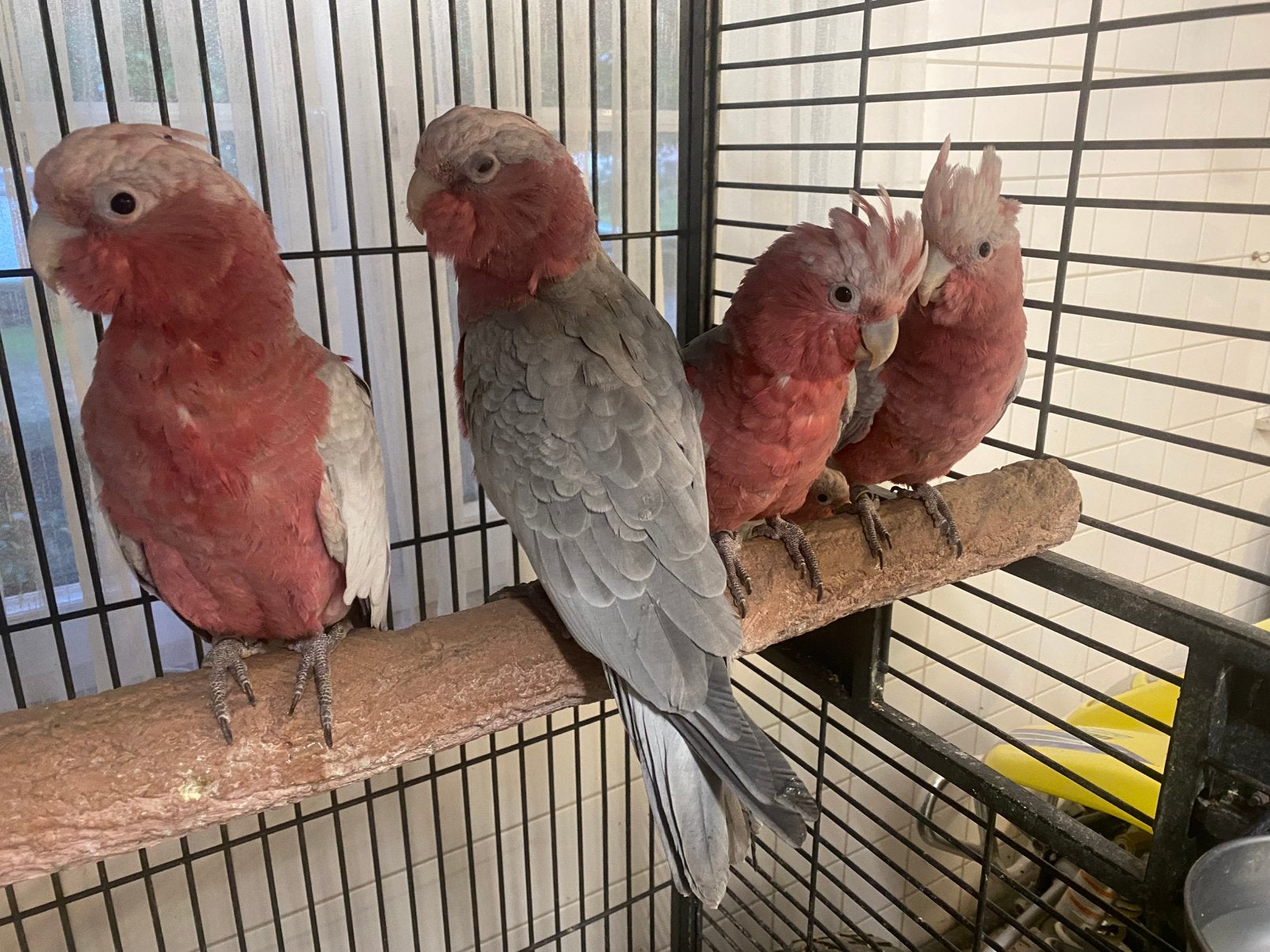 jonge en handtamme rosé kaketoes te koop., Bagué
