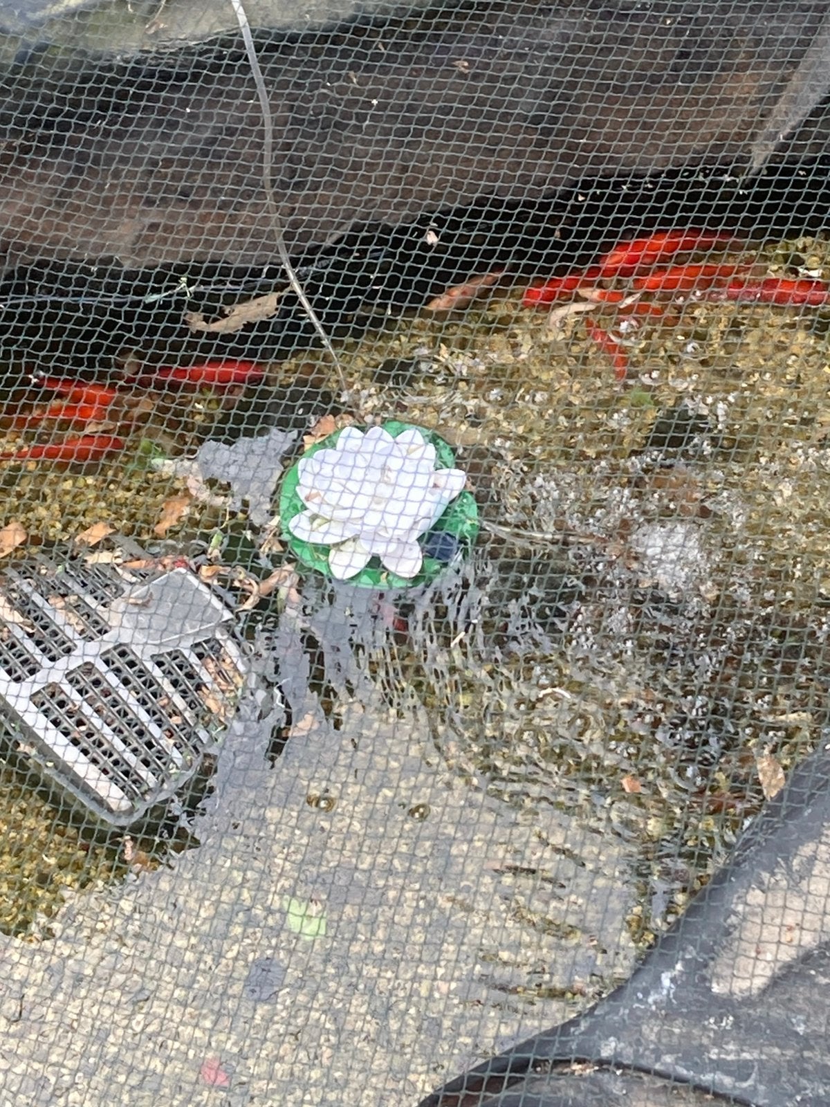 Gratis vijvervissen 17stuks, Dieren en Toebehoren
