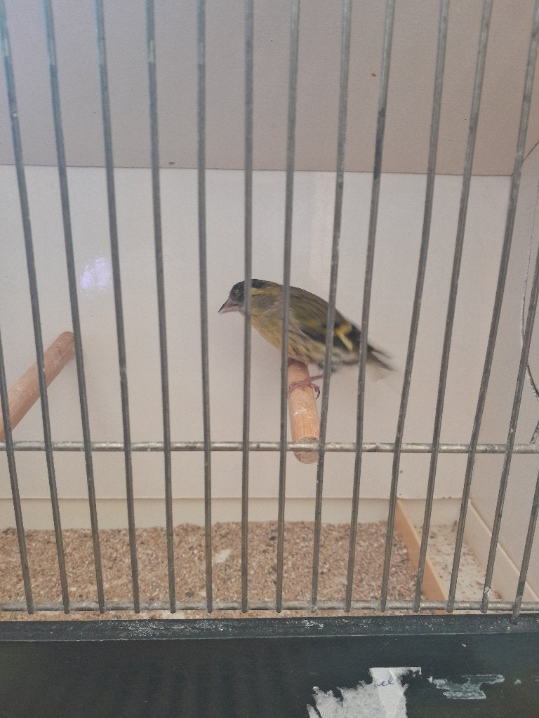 sijs  man  wildkl, Mannelijk, Wildzangvogel, Geringd