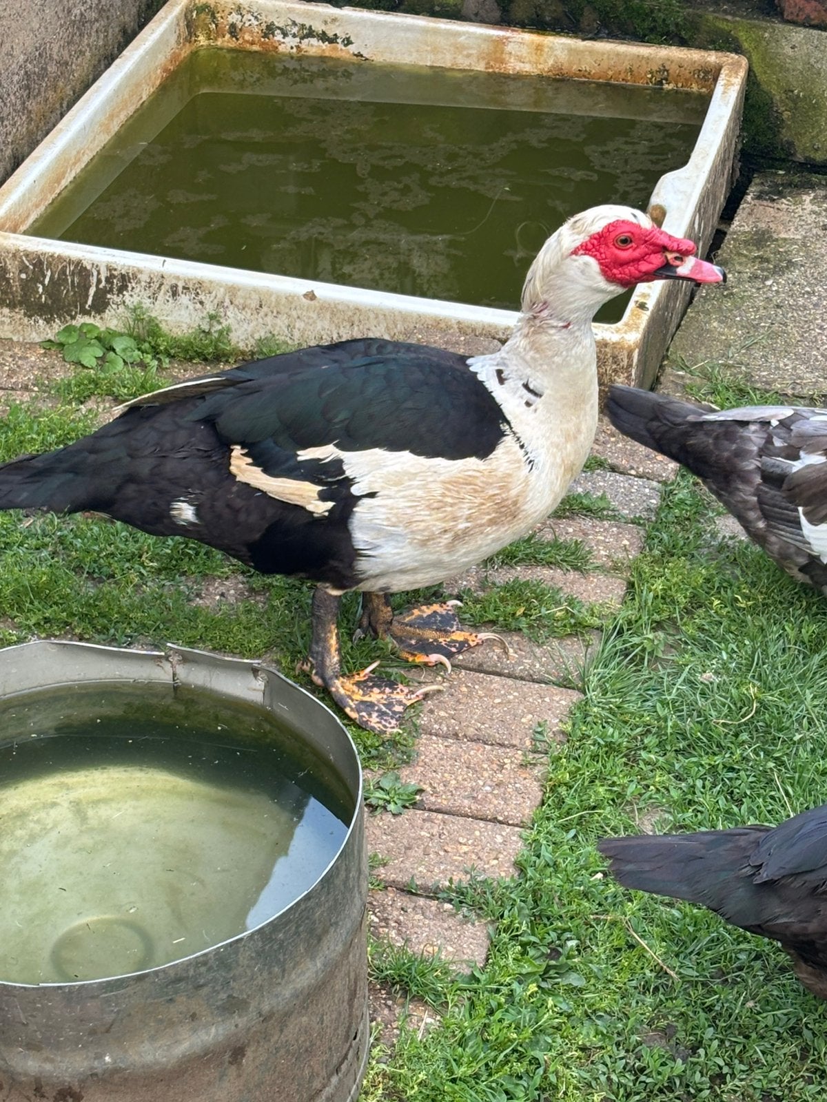 Canard mâle, Canard