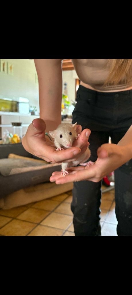 2vrouwelijke handtamme ratten, Dieren en Toebehoren, Knaagdieren, Juni, Vrouwelijk