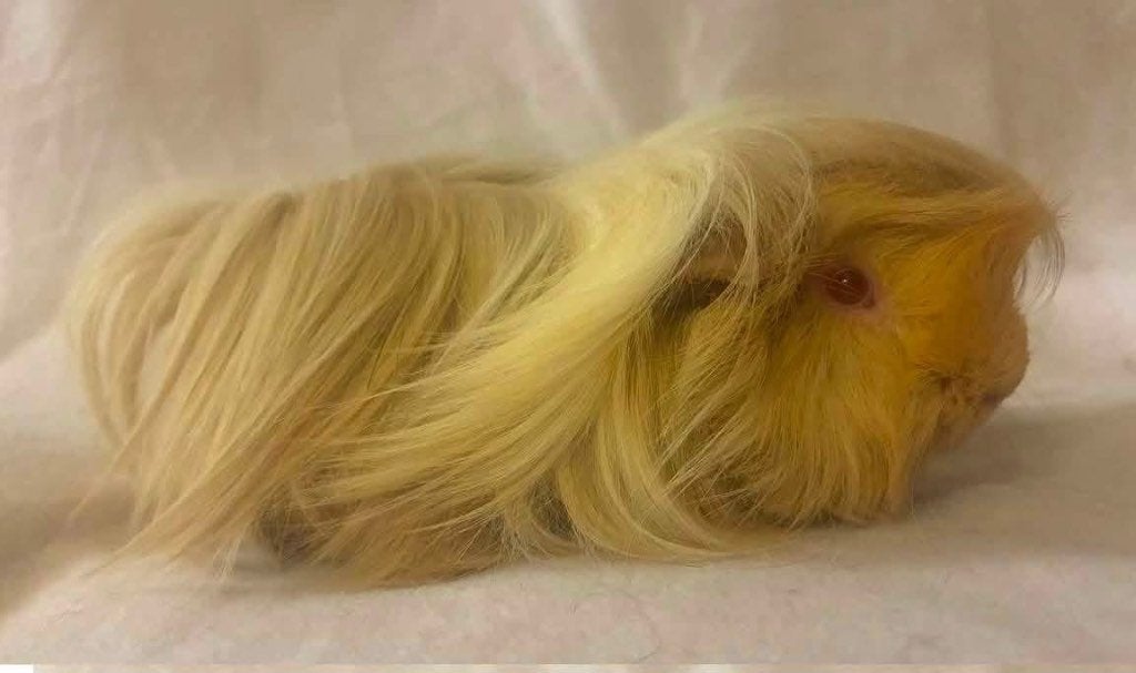 Cochons d’Inde - Cavia - Cobayes, Animaux & Accessoires, Neuf, Cobaye, Moins de 60 cm, Autres types