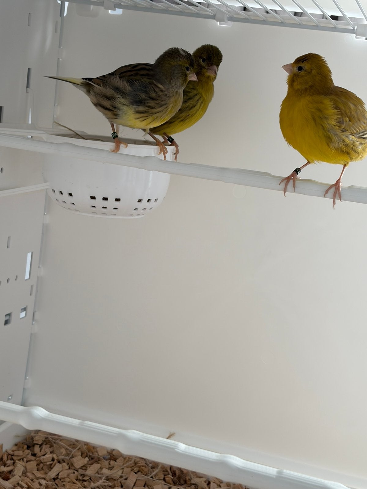 Fife fancy 2025, Plusieurs animaux, Canari de posture