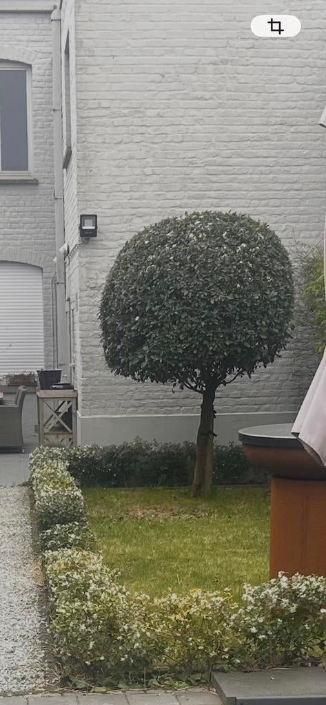 Viburnum tinus op stam met kluit, Ophalen, Zo goed als nieuw