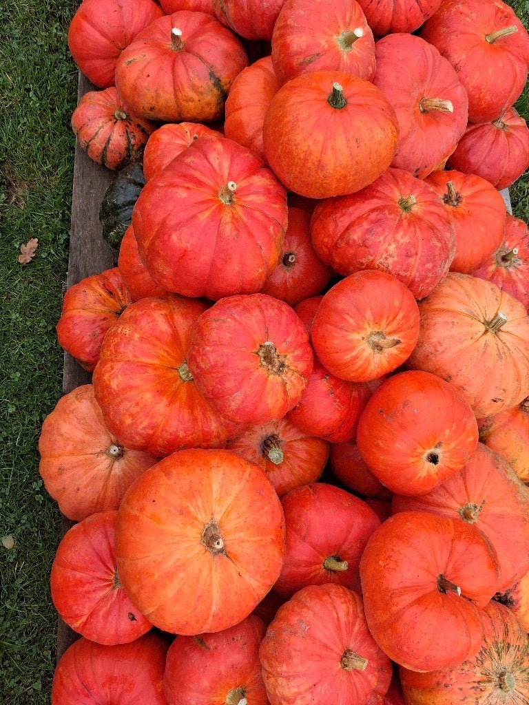 Pompoenen.Bio, Ophalen