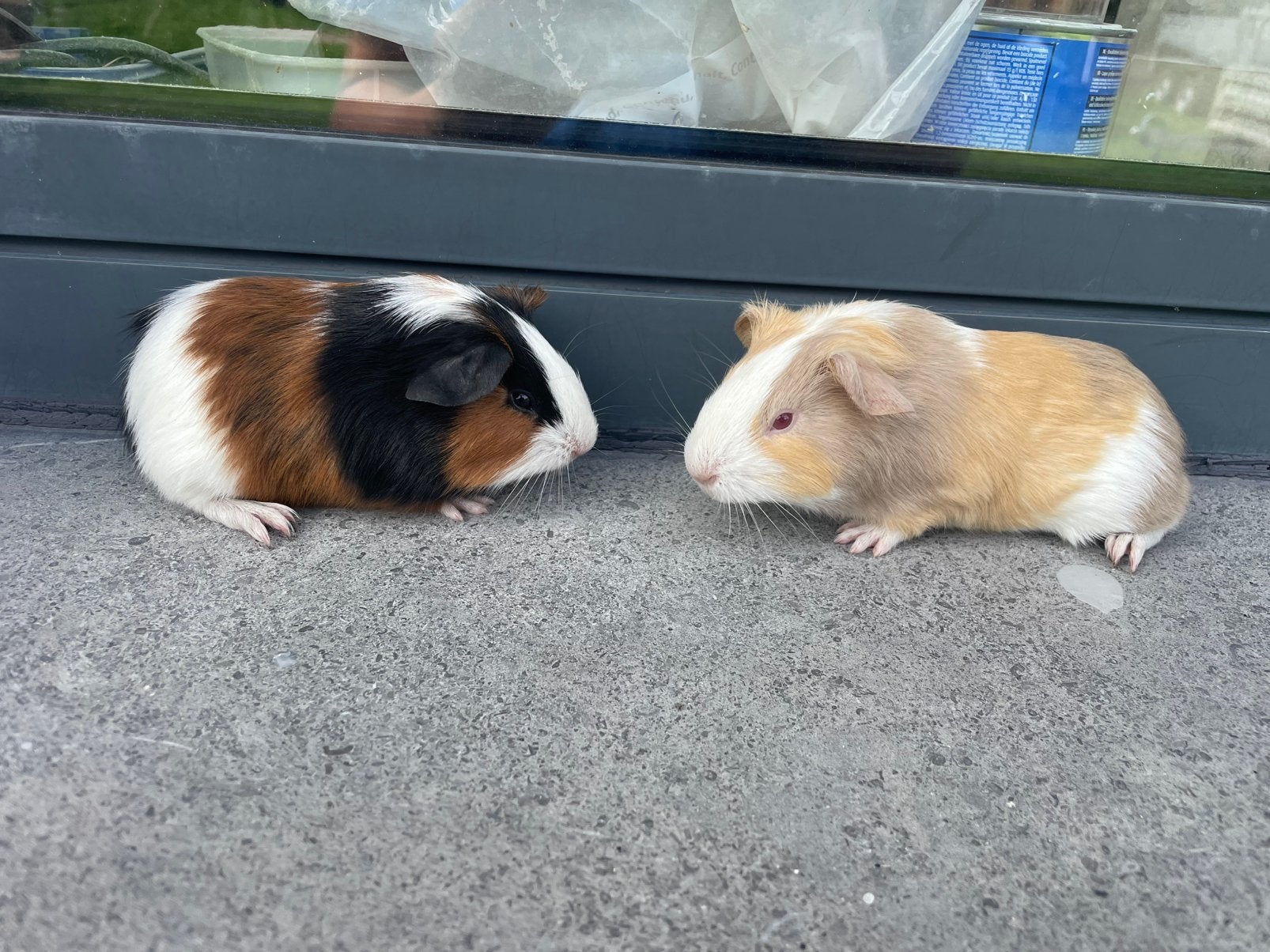 Jonge cavia’s, Dieren en Toebehoren, Cavia, Mannelijk, Mei, Tam
