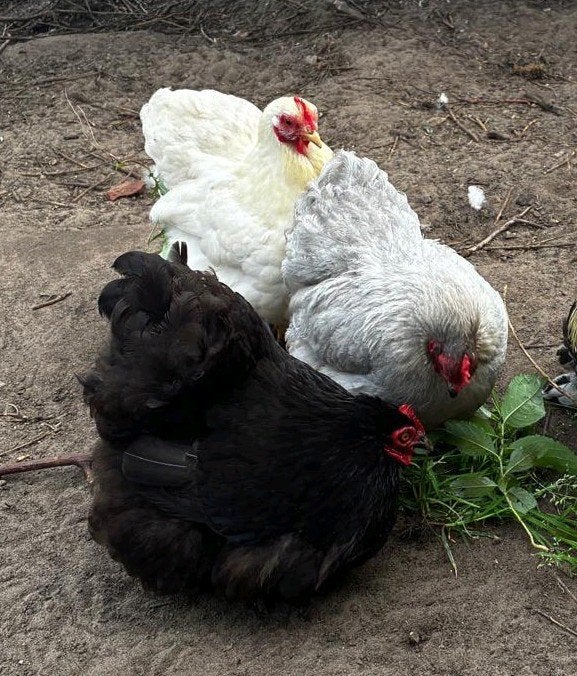 3 hennen Cochin kriel, Vrouwelijk, Kip