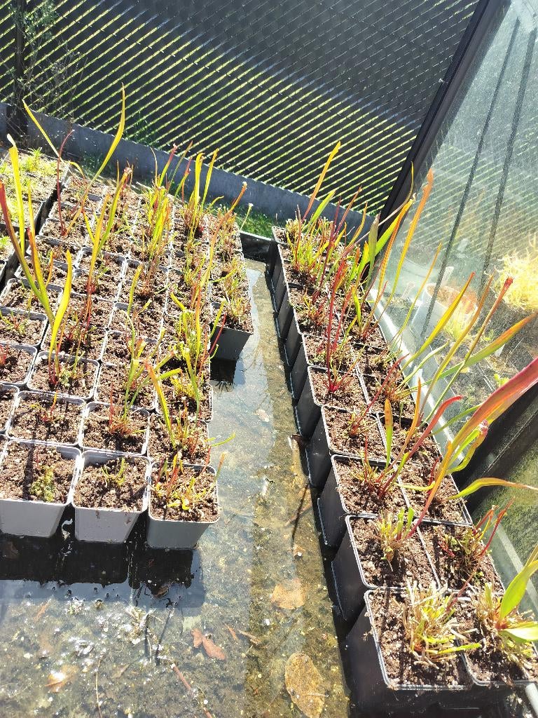 Sarracenia leucophylla/ flava, Tuin en Terras, Overige soorten, Volle zon, Vaste plant, Ophalen of Verzenden