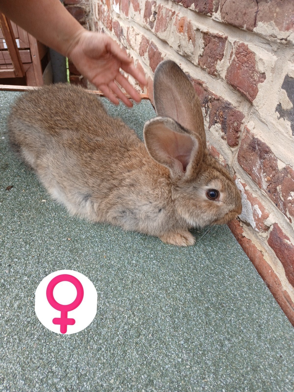 Baby vlaamse reusjes, Dieren en Toebehoren, Konijnen