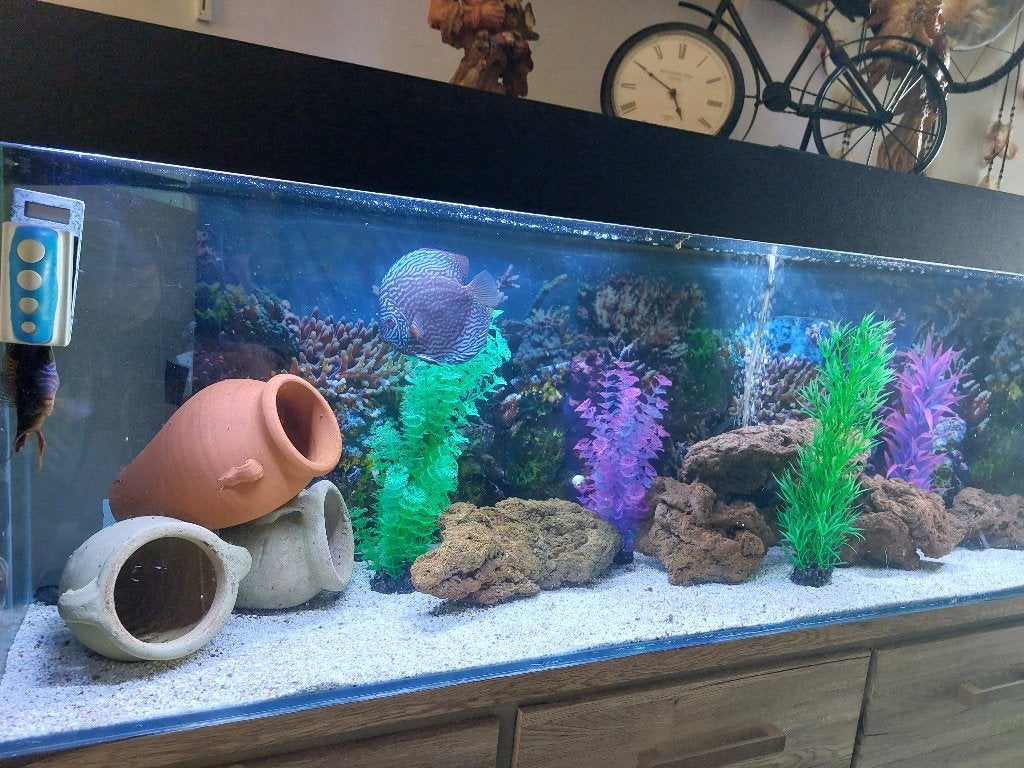 aquarium, Ophalen, Inclusief deksel, Zo goed als nieuw, Gevuld zoetwateraquarium