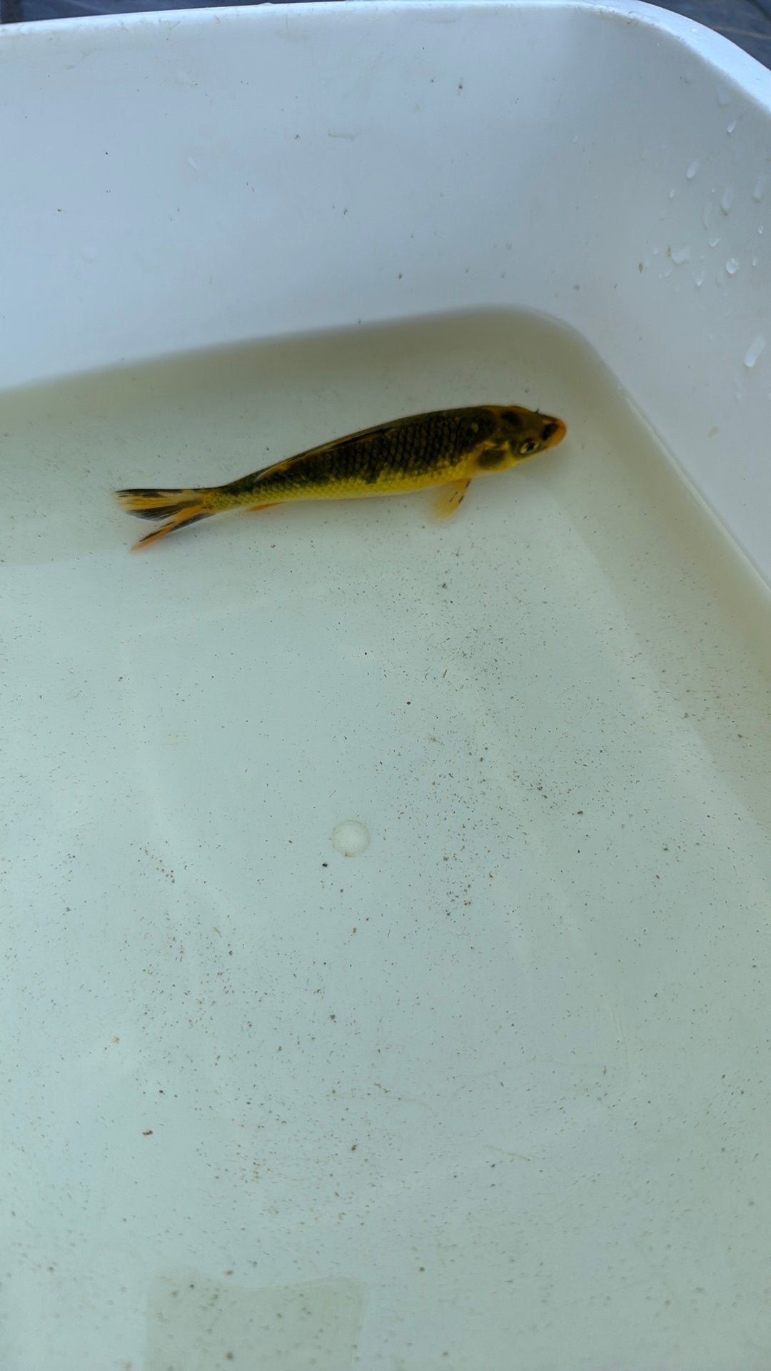 Koi vis, Dieren en Toebehoren, Karper of Koi