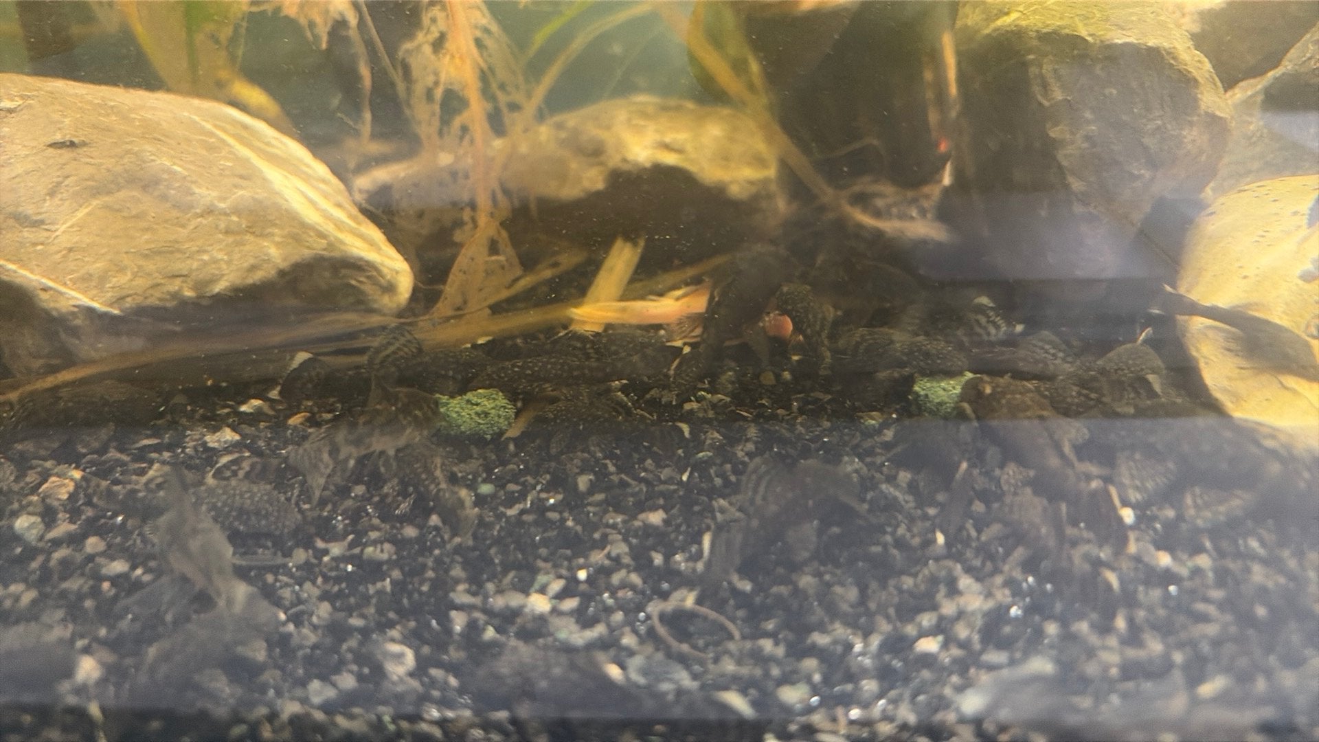 Baby ancistrussen, Vis, Zoetwatervis