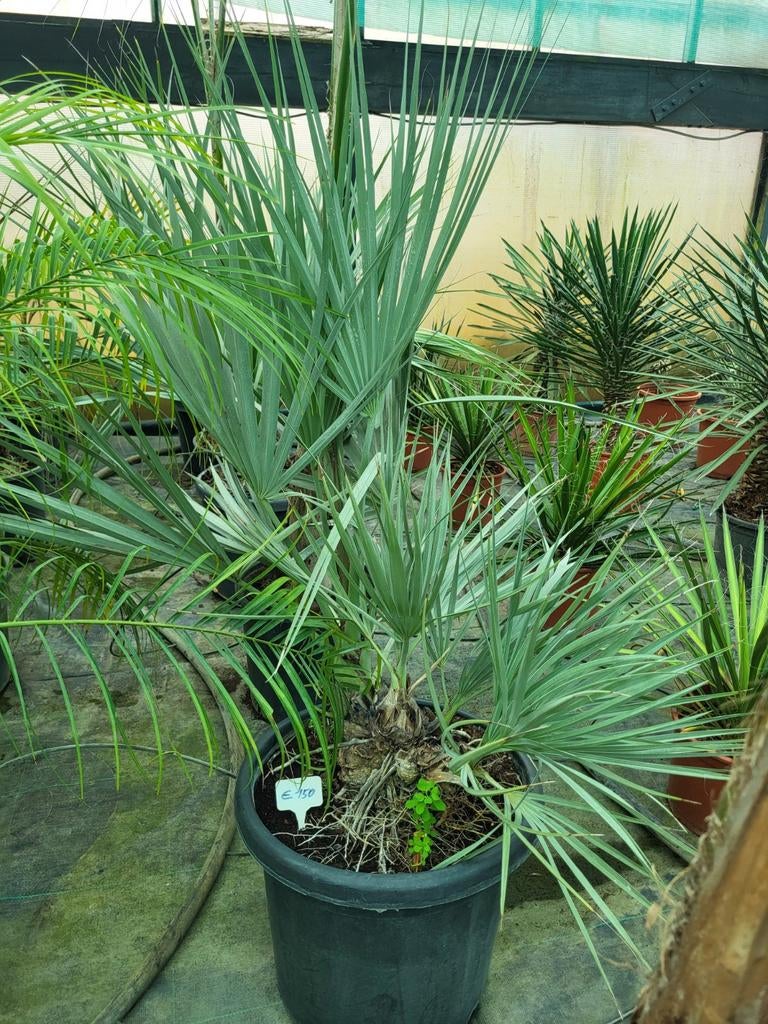 Nannorrhops Richieana, 70/80 hoog, Ophalen