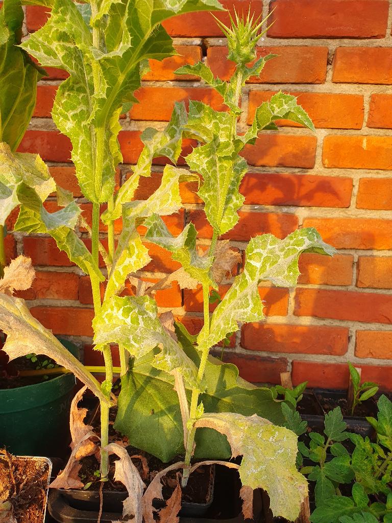 Beemdkroon plantjes/ bloemen en mariadistel, Tuin en Terras, Planten | Tuinplanten, Ophalen, Vaste plant, Kruiden