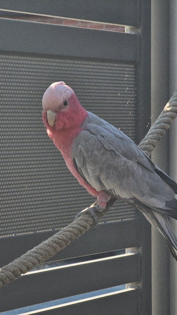 Roze kaketoe man, Dieren en Toebehoren, Mannelijk, Papegaai, Tam