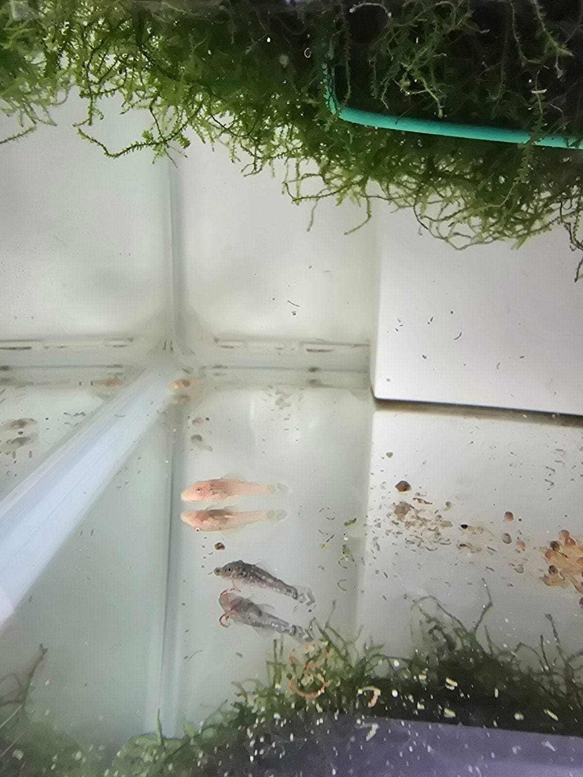 Ancistrus bébé, Animaux & Accessoires, Poissons | Poissons d'aquarium