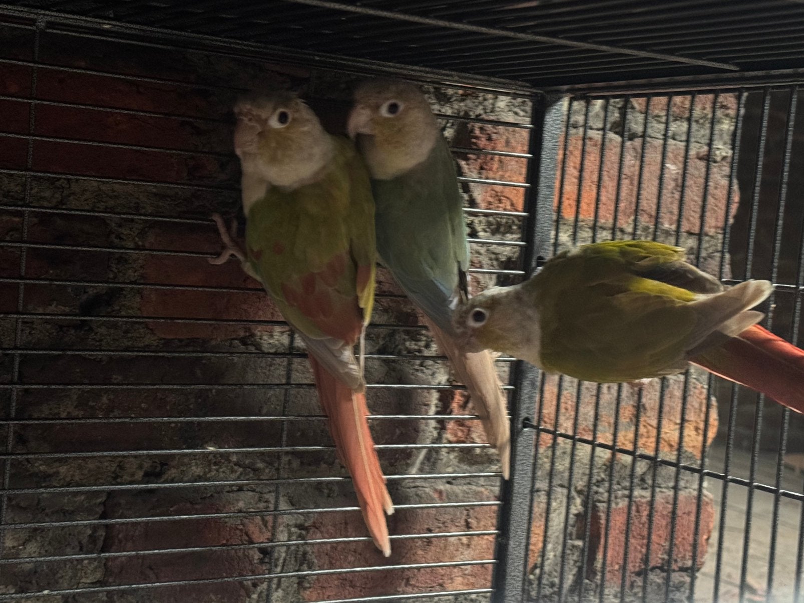 3 conures à vendre ( 2 males et 1 femelle), Femelle
