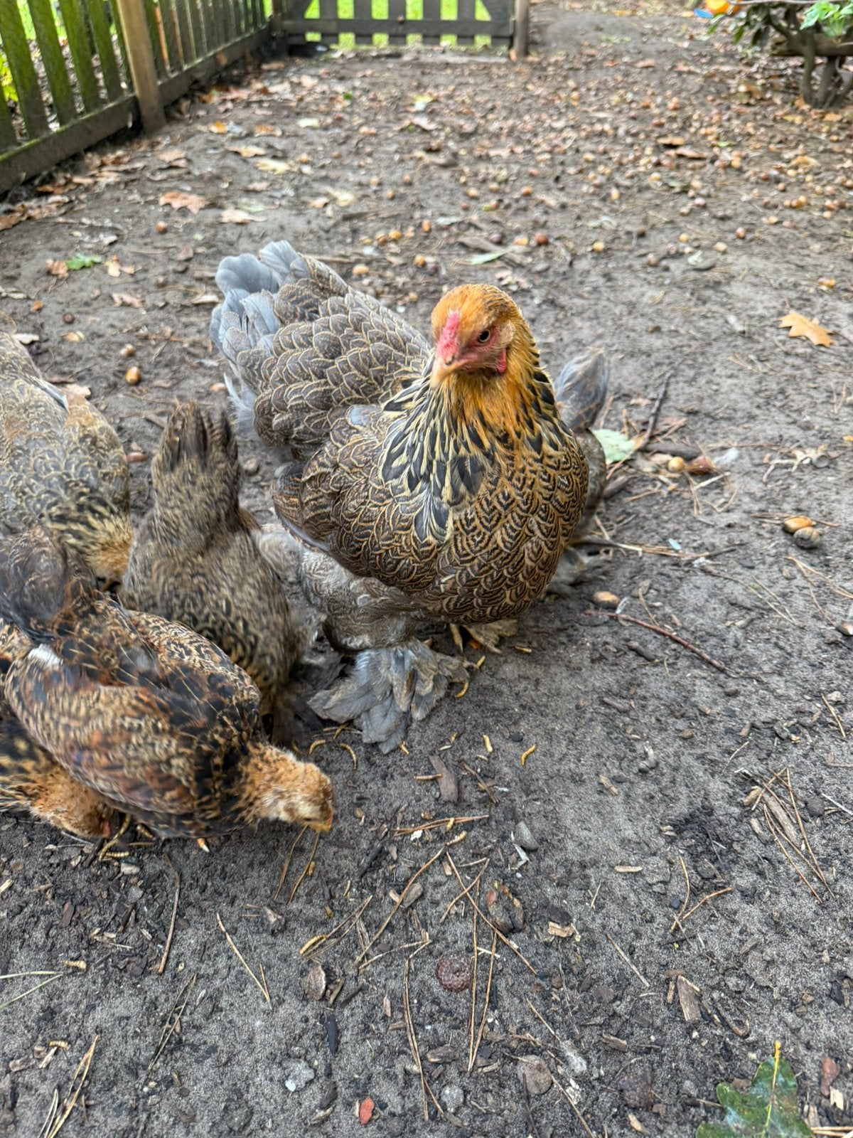 Brahma kriel goudpatrijs - haantjes, Animaux & Accessoires, Mâle, Poule ou poulet