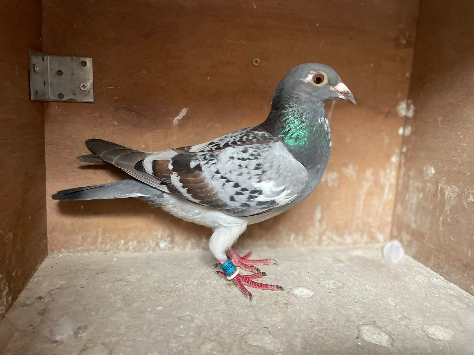 Jonge duivin voor de zware fond, Dieren en Toebehoren