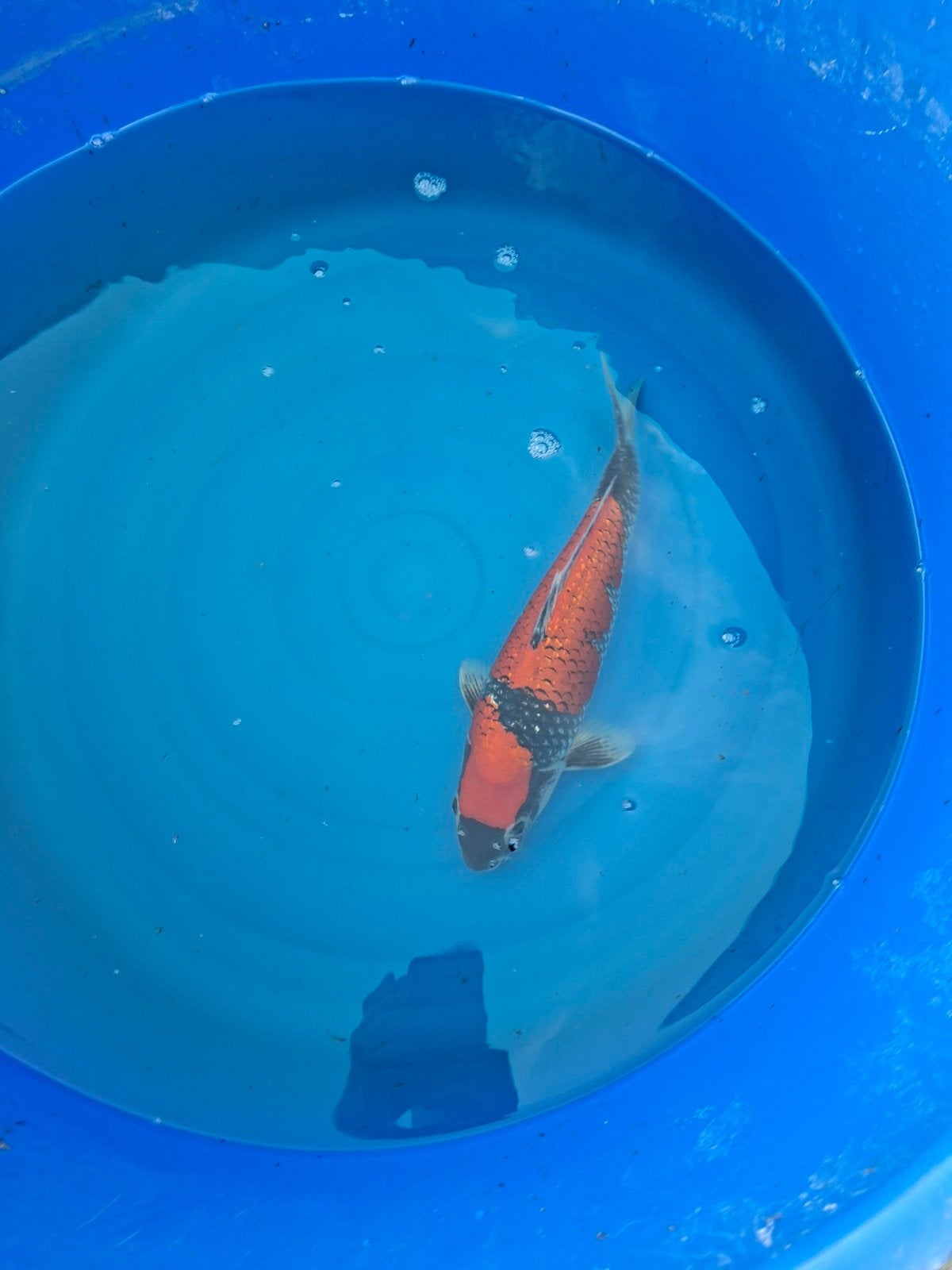 Japanse koi goshiki, Dieren en Toebehoren, Karper of Koi
