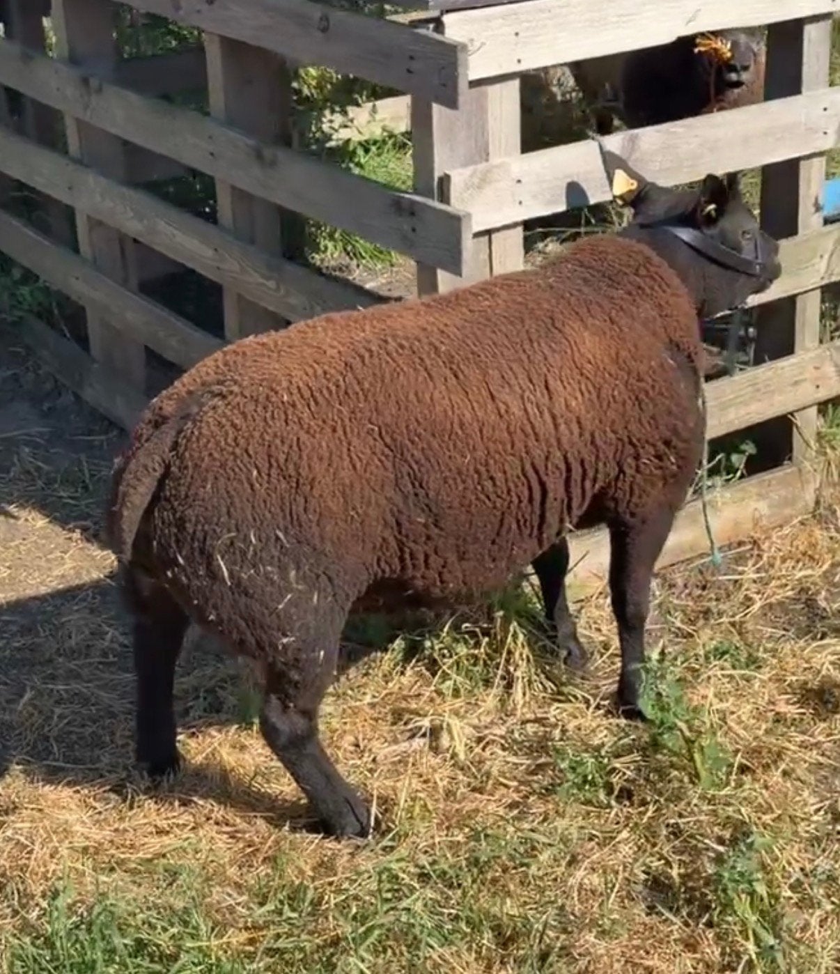 Jaarlingram stamboek blauwe texelaar, Animaux & Accessoires, Moutons, Chèvres & Cochons, Mâle, Mouton, 0 à 2 ans