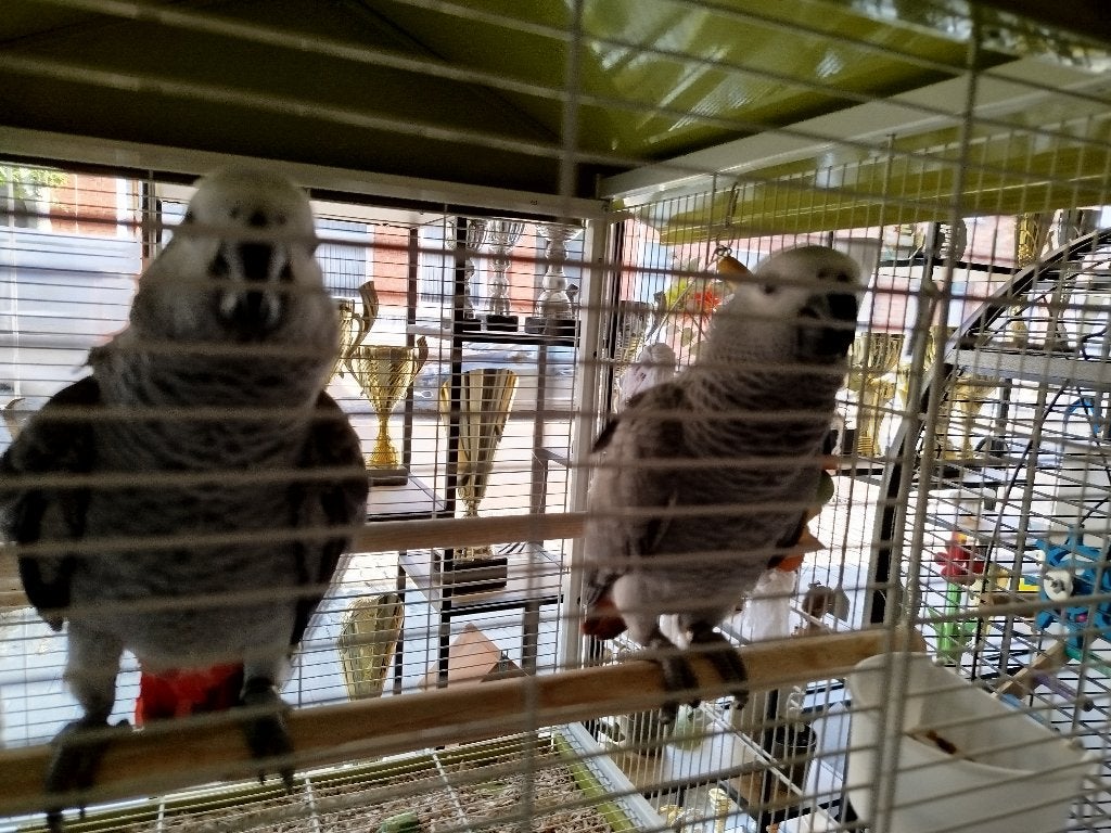 Tamme grijze roodstaart, Dieren en Toebehoren, Vogels | Parkieten en Papegaaien