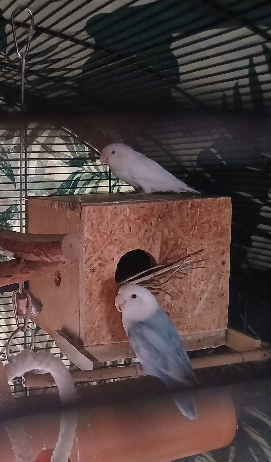 agapornis man en vrouw