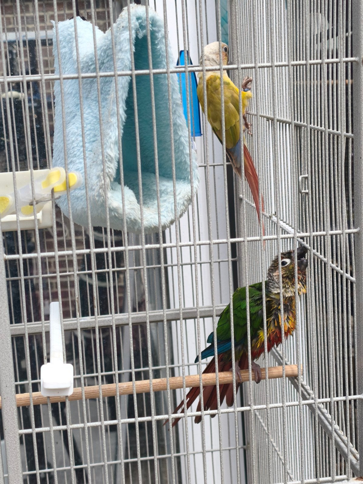 couple conure, Animaux & Accessoires