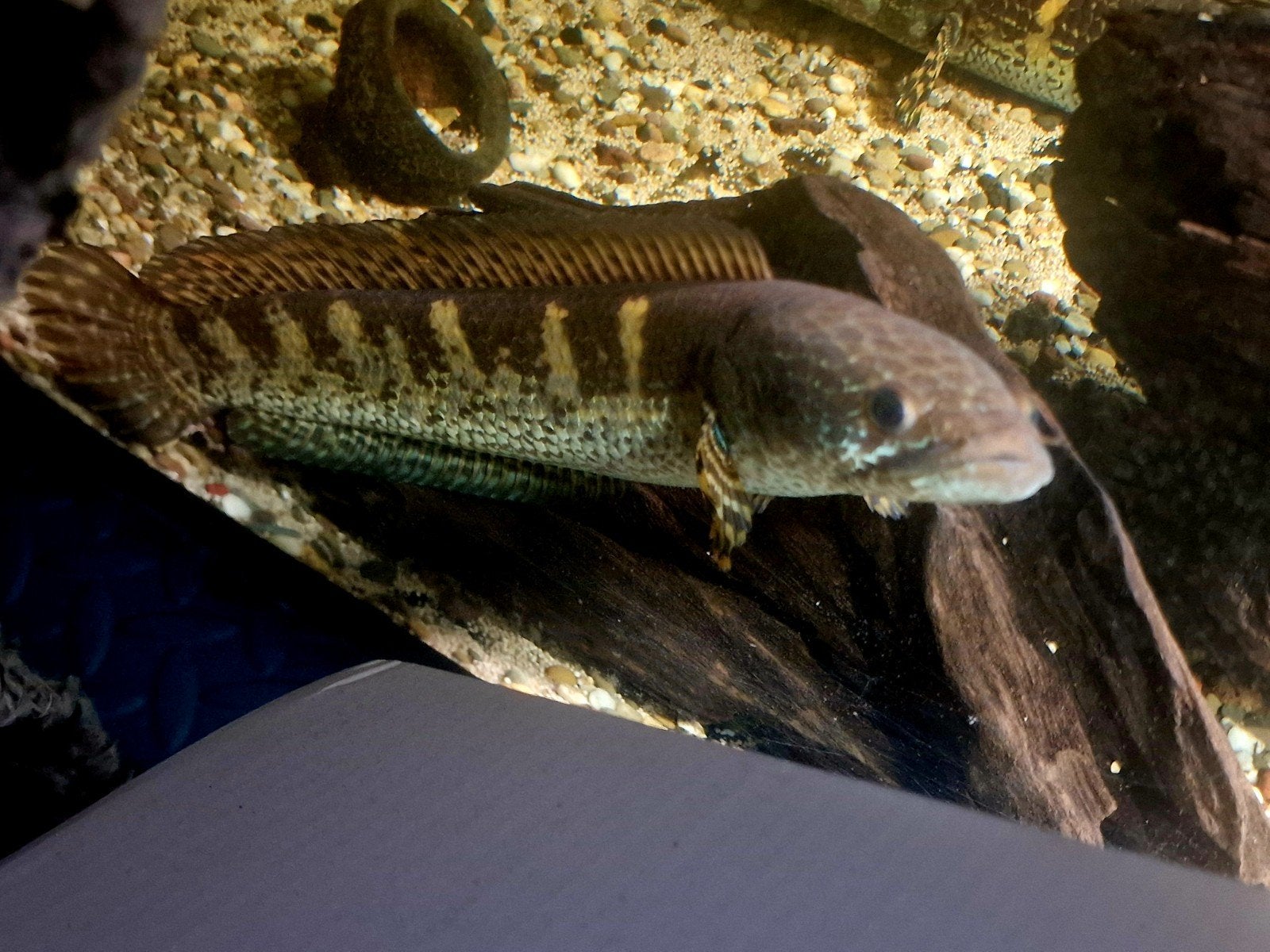Groupe 5 Channa aurantimaculata 35cm, Enlèvement ou Envoi