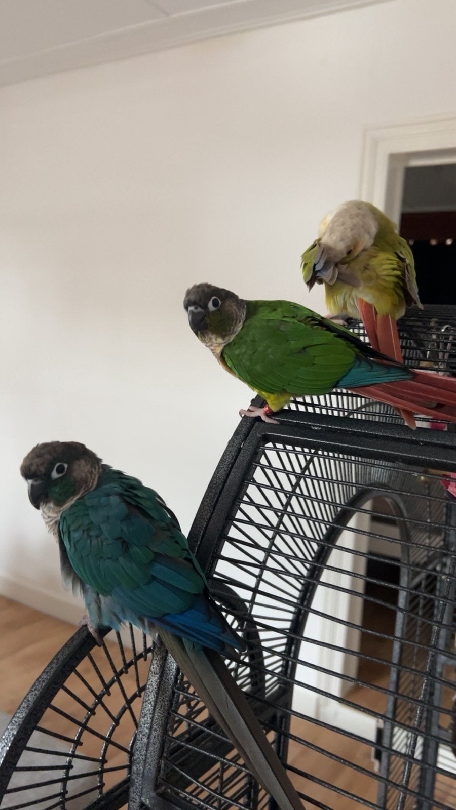 Pyrrhura’s met 2 kooien en toebehoren, Dieren en Toebehoren, Ophalen, Zo goed als nieuw