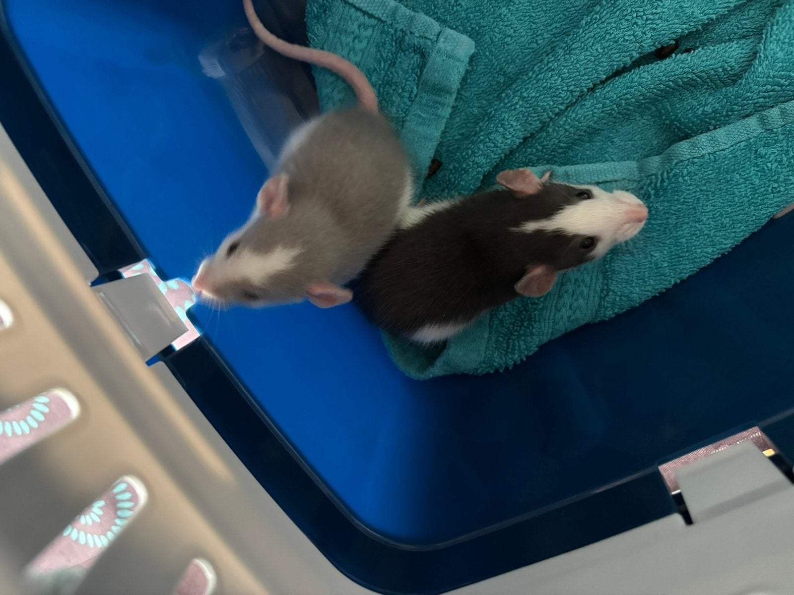 Tamme ratten, Dieren en Toebehoren, Rat, Maart, Vrouwelijk, Tam