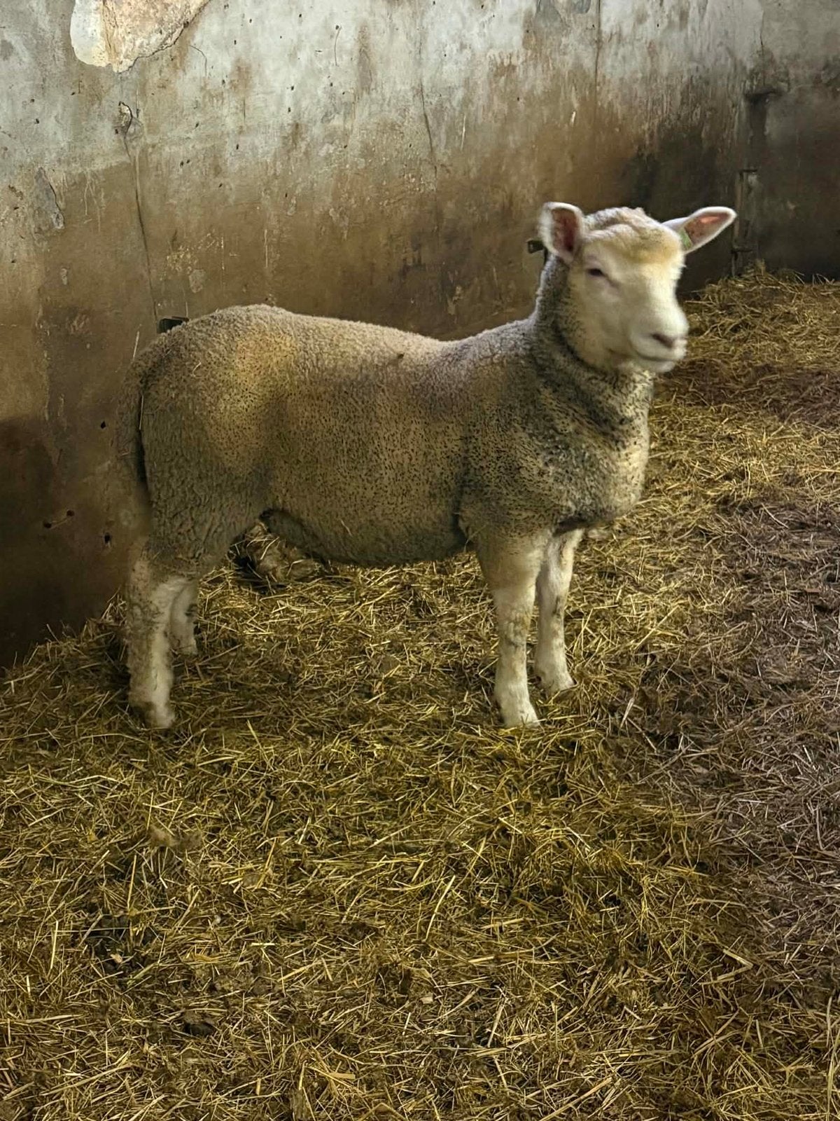 Poll dorset X engelse texel rammen en ooien, Schaap, 0 tot 2 jaar