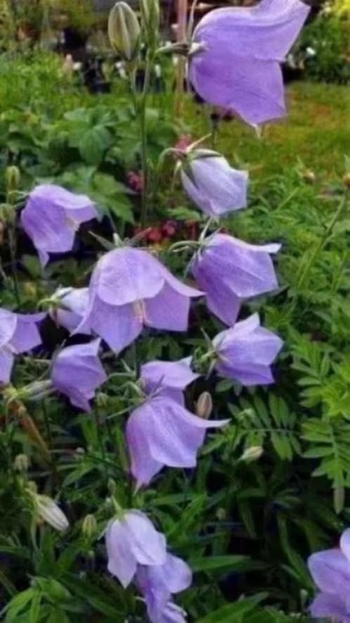 Campanula persicifolia, bijen/ vlinderplant, Vaste plant, Halfschaduw, Zomer, Ophalen