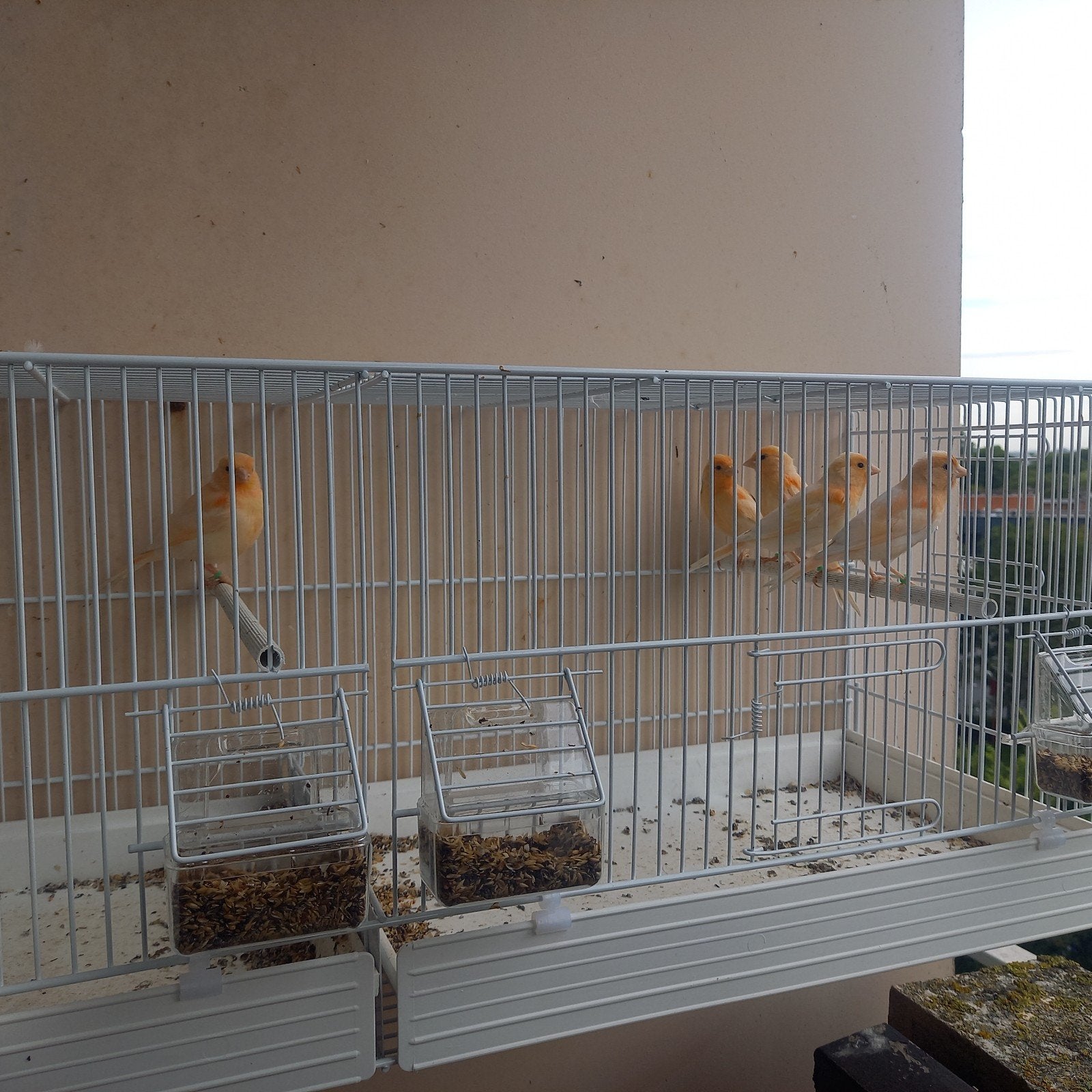 Kanaries, Dieren en Toebehoren, Ophalen