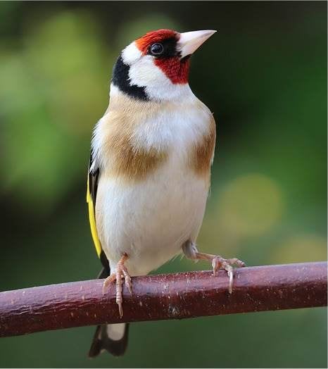 Echange chardonneret male, Dieren en Toebehoren, Mannelijk