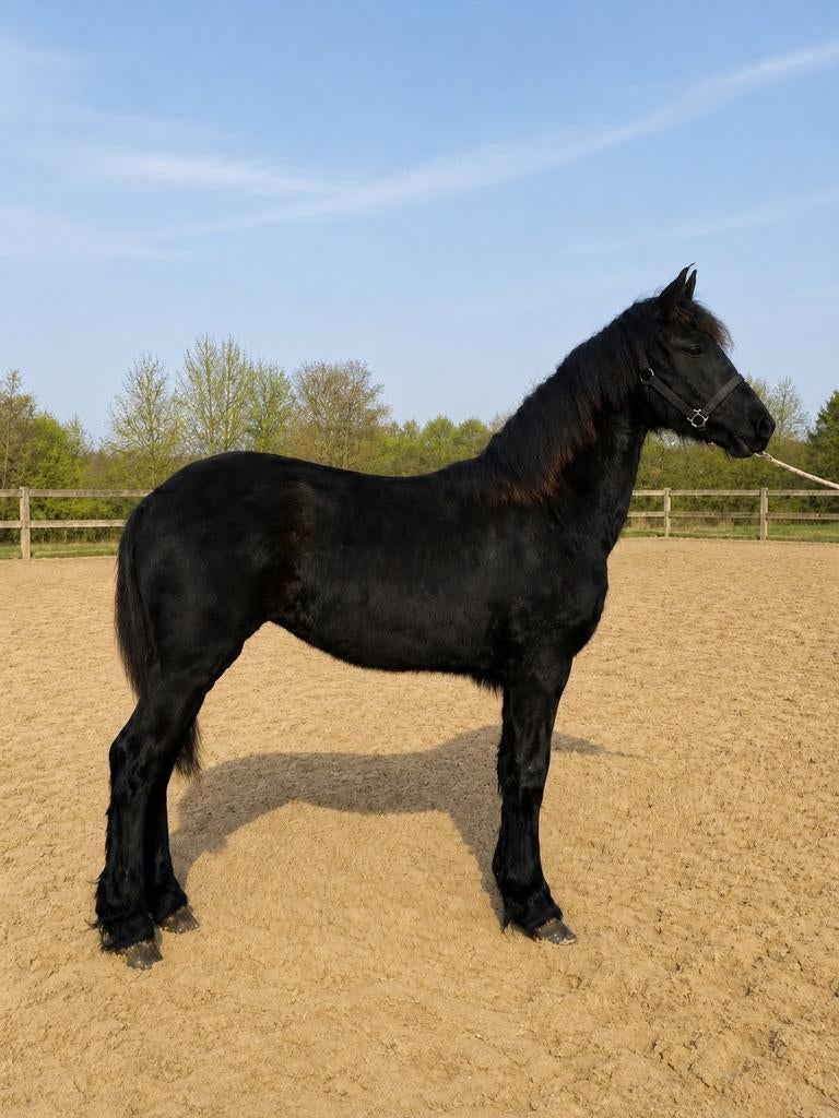Pouliche frison 2025, Animaux & Accessoires, Chevaux, Jument, 0 à 2 ans