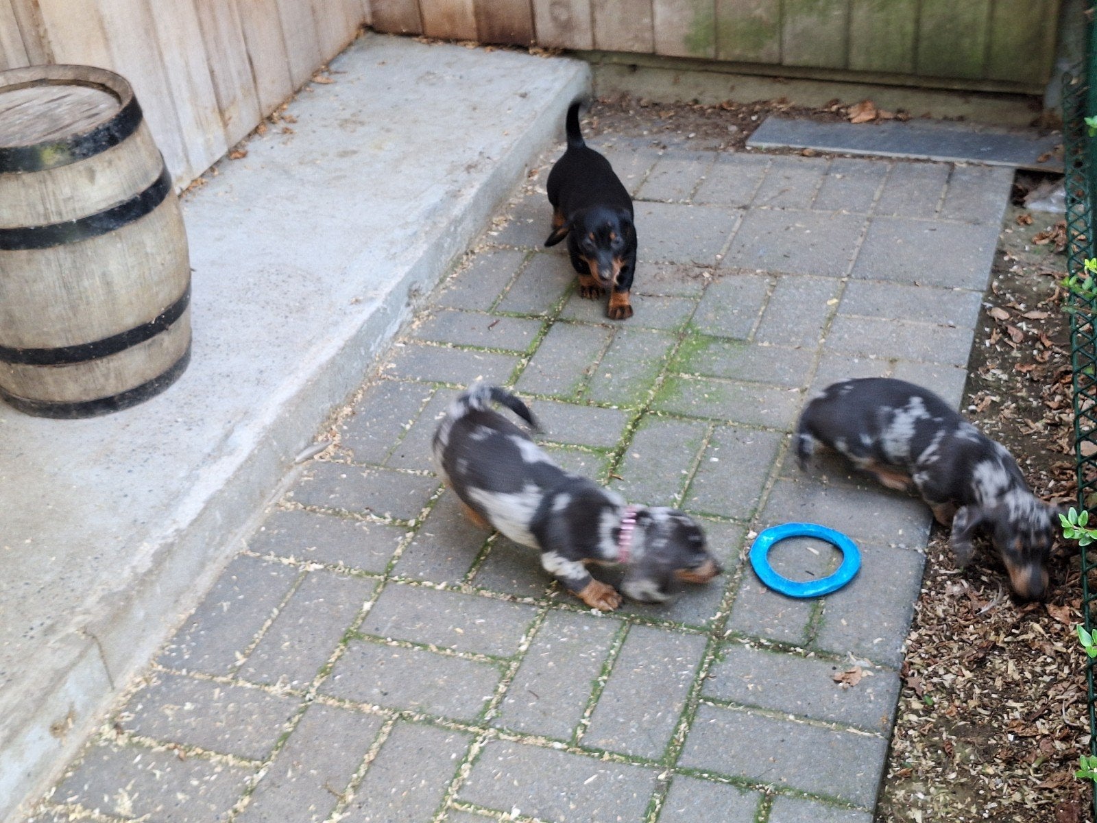 Dwergteckel puppy's, Poils courts, Maladie de Carré (chiens), Belgique, Plusieurs