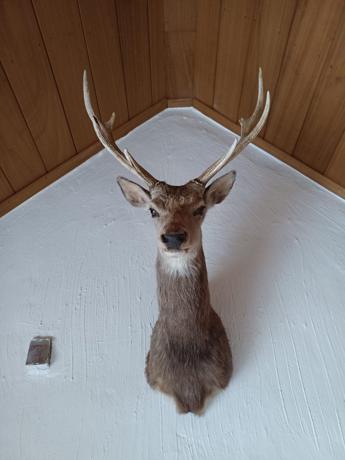 Hertenkop, Enlèvement, Comme neuf, Cerf, Animal empaillé
