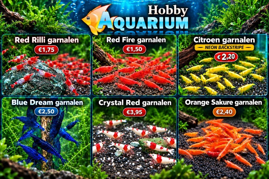 Hobbyaquarium overzicht garnalen soorten vanaf 14 oktober, Kreeft, Krab of Garnaal, Zoetwatervis, Schoolvis