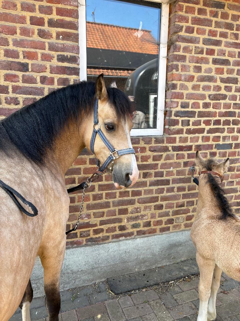 Welsh sectie C merrie, Dieren en Toebehoren, Merrie, Met stamboom, 3 tot 6 jaar, C pony (1.27m tot 1.37m)