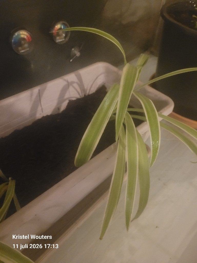 Kamerplantjes 2 euro/plantje, Enlèvement