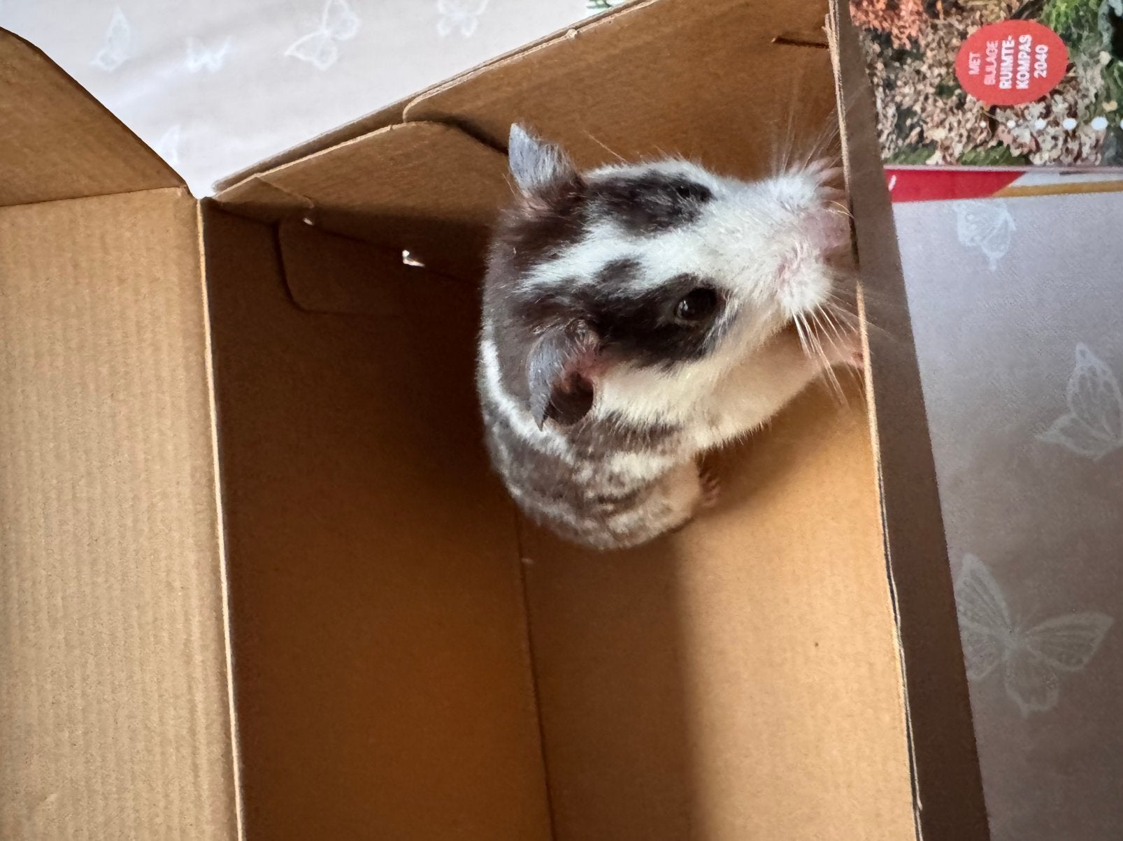 Hamster met complete kooi te koop - wegens verhuis, Animaux & Accessoires, Février, Sexe inconnu