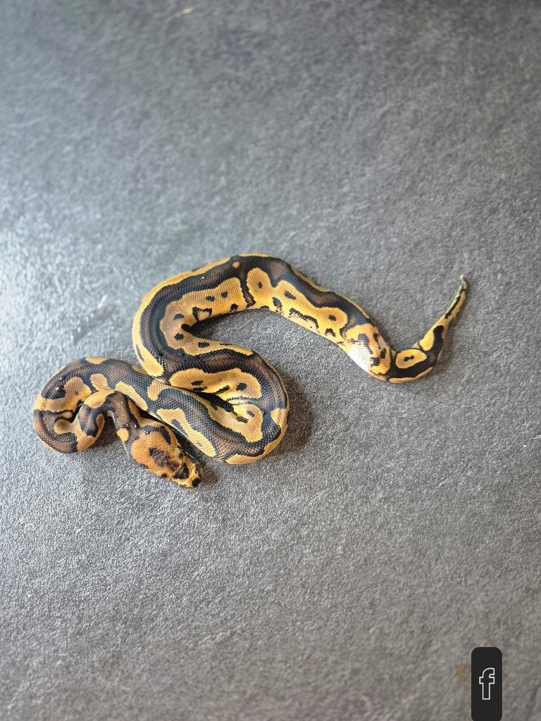Python regius nc2026 Ball Python photo 3