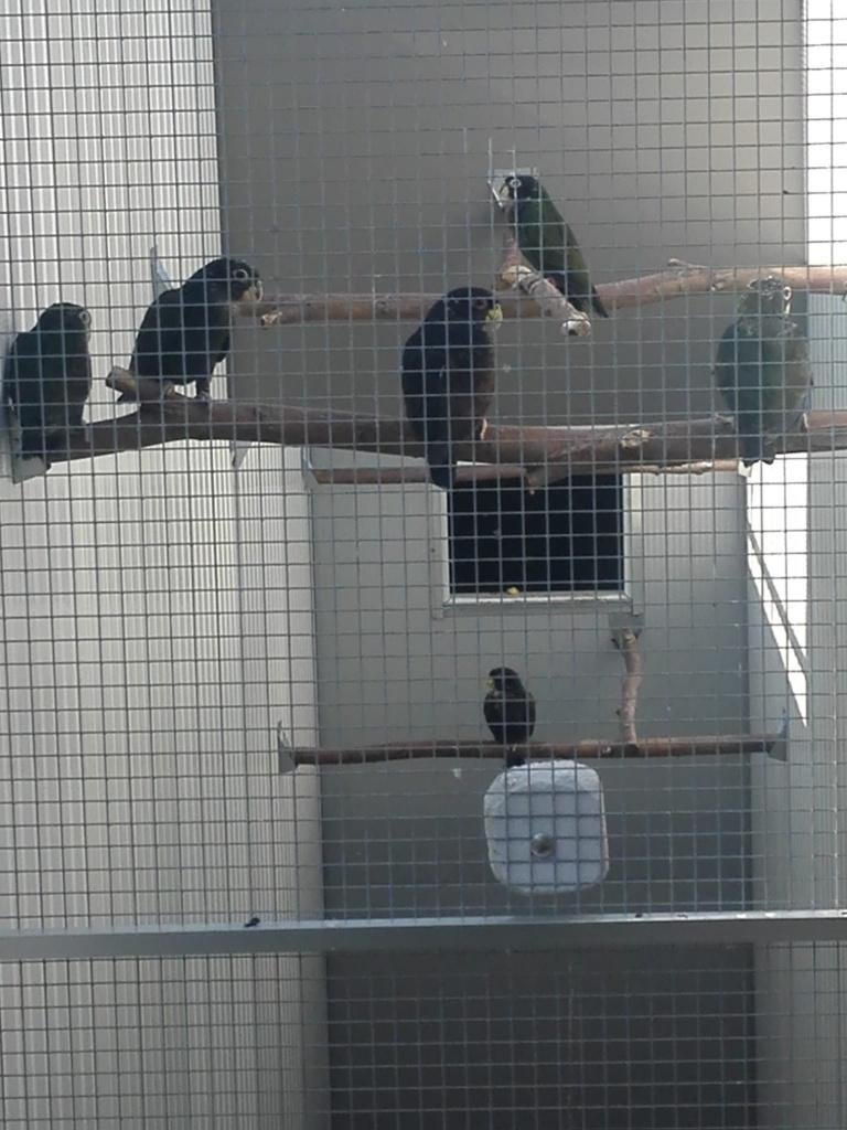 3x Pionus Bronsvleugel-papegaaien voor 325 euro., Mannelijk, Papegaai